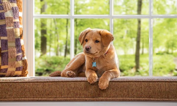 Pets Best Pet Insurance